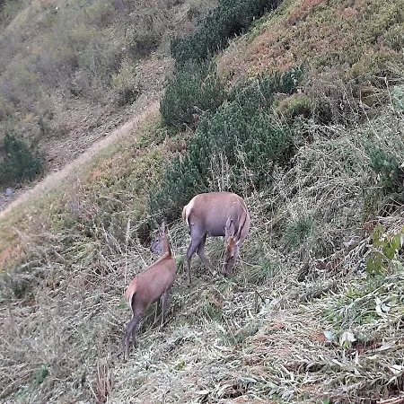 Zakopartment Zamoyskiego Zakopane
