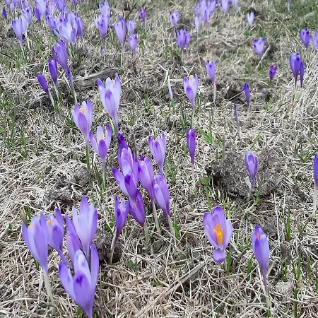 W Zakopanem Blisko Krupówek * Zakopane